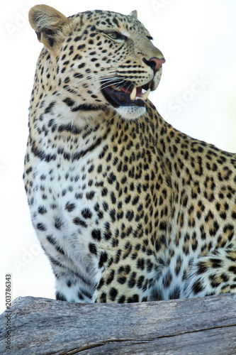 Leopard perches in tree bough