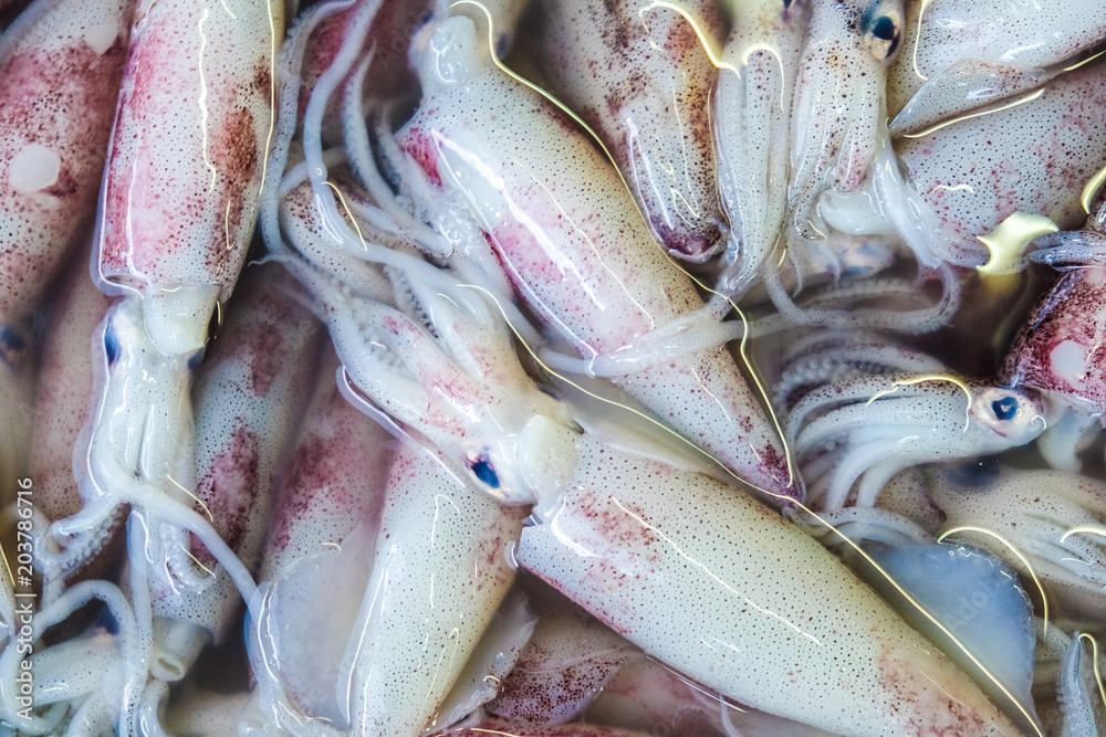 Fototapeta premium Fresh squid seafood bundle on market