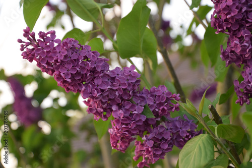 close up view of lilac in garden 