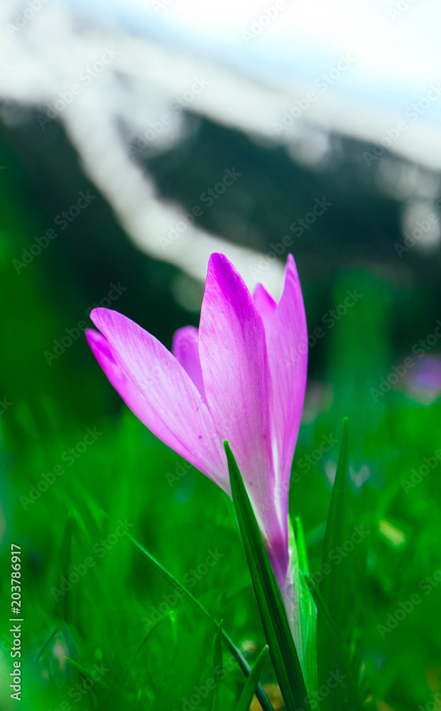 Fototapeta premium Crocus bright violet spring flower blossom, mountain nature. Saffron flower macro view, blurred garden background.