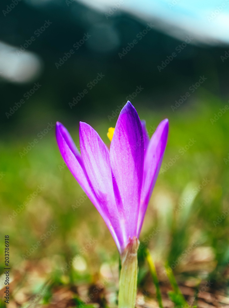 Crocus bright violet spring flower blossom, mountain nature. Saffron flower macro view, blurred garden background. Crocus bright violet spring flower blossom, mountain nature. Saffron flower macro view, blurred garden background.