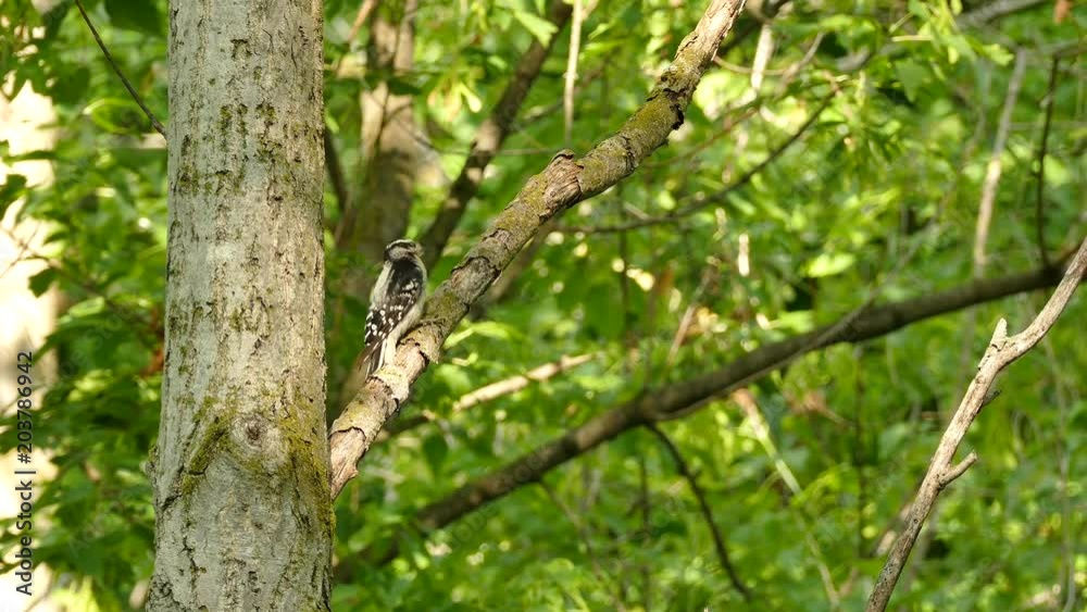 Woodpecker eats prey before carrying on and hopping away Woodpecker eats prey before carrying on and hopping away