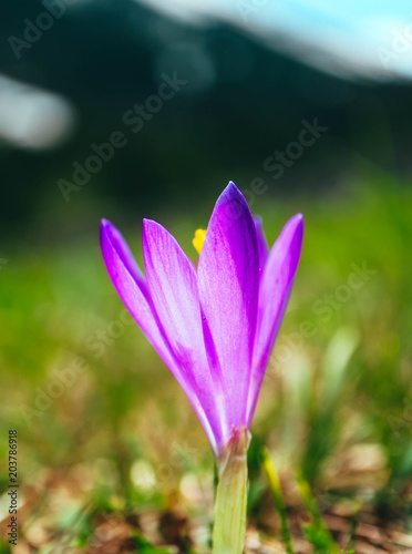 Crocus bright violet spring flower blossom, mountain nature. Saffron flower macro view, blurred garden background.