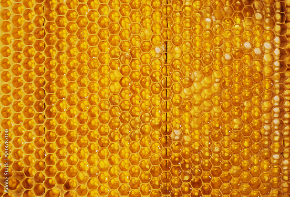 Honeycombs with honey.