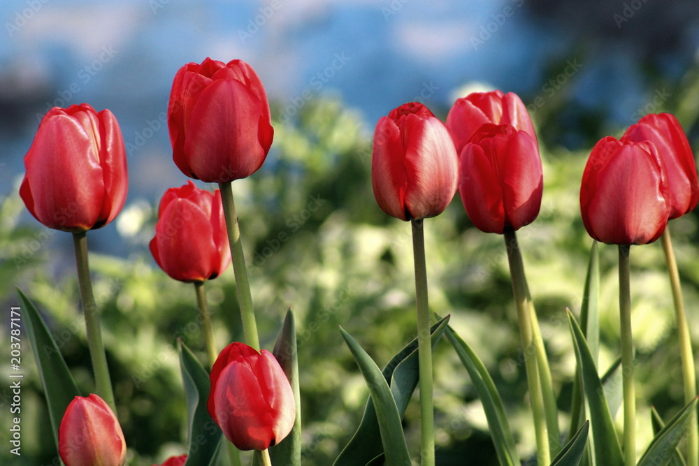 Fototapeta premium Flowering tulips in the spring
