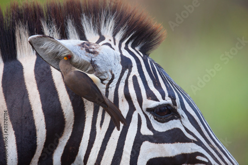 Zebra with an oxpecker in it's ear photo