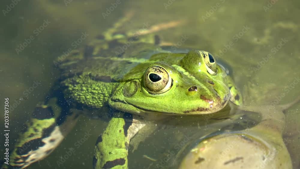 Wasserfrosch, Teichfrosch, Rana esculenta im Teich, Auge, close up, Grünfrosch, Amphibie, 4K Wasserfrosch, Teichfrosch, Rana esculenta im Teich, Auge, close up, Grünfrosch, Amphibie, 4K