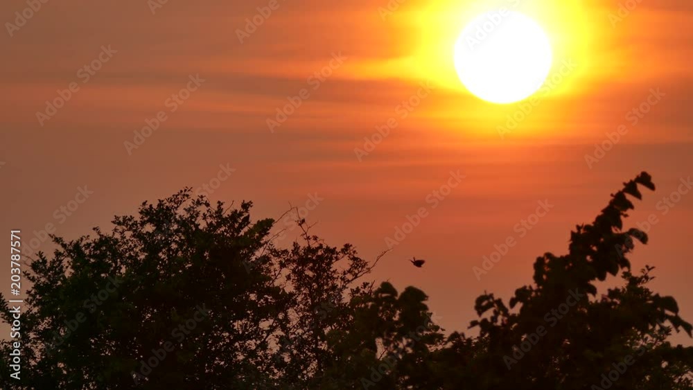 Beautiful shot of a sunset with bird's silhouette taking off in foreground Beautiful shot of a sunset with bird's silhouette taking off in foreground