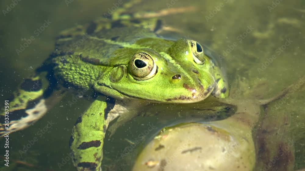 Wasserfrosch, Teichfrosch, Rana esculenta im Teich, Auge, close up, Grünfrosch, Amphibie, 4K Wasserfrosch, Teichfrosch, Rana esculenta im Teich, Auge, close up, Grünfrosch, Amphibie, 4K