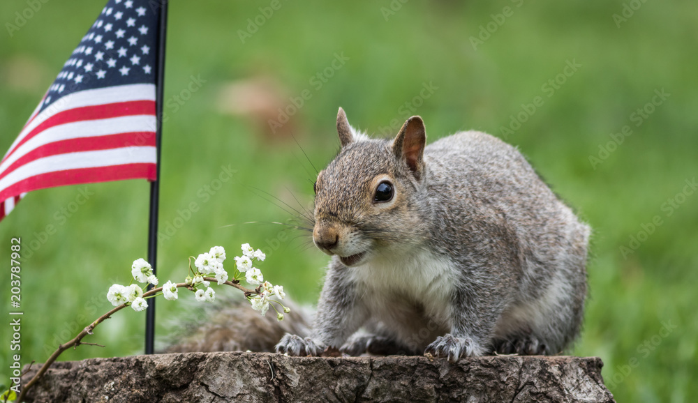 Patriotic Squirrels