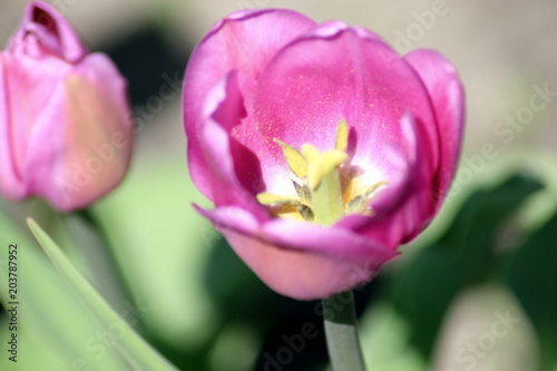  Flowering tulips in the spring