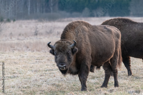 Frei lebende Wisente im Nationalpark Bialowieza, Polen