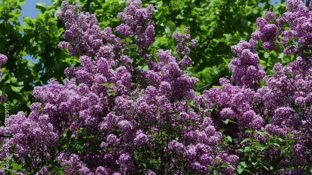 Lilac flower is a wonderful meaty inflorescence with a distinctive purple color and sometimes white.
Lilac flower is a wonderful meaty inflorescence with a distinctive purple color and sometimes white.