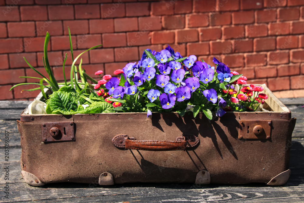 Blumenschale, alter Koffer, Dekoration, Blumendekoration im Freien  Stock-Foto | Adobe Stock