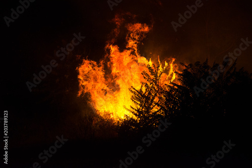Forest burning in fire