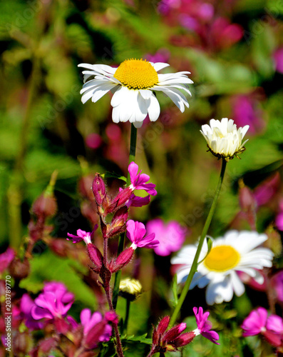 Daisies and red campions photo