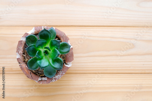 Succulent plant on wood background with copy space photo