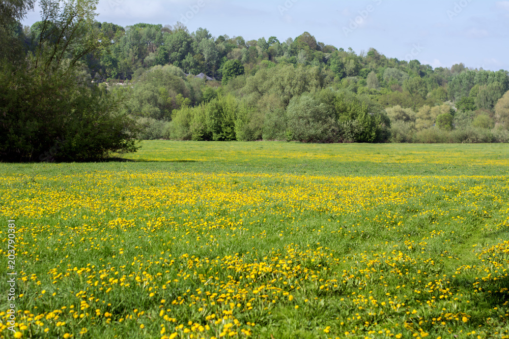 Landscape with a pasture covered with dandelions and trees in the background