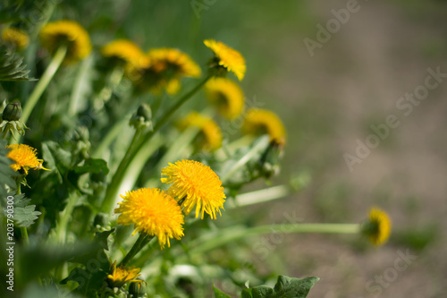 Fototapeta Naklejka Na Ścianę i Meble -  A clump of yellow dandelions growing at the edge of a path