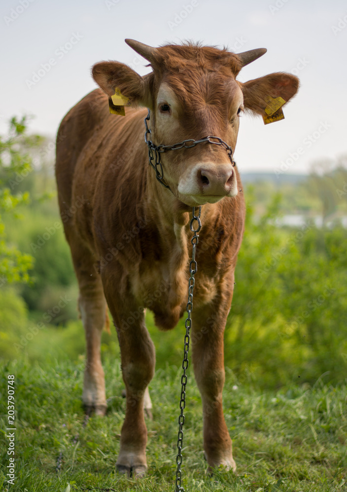 Young, brown heifer standing on a pasture