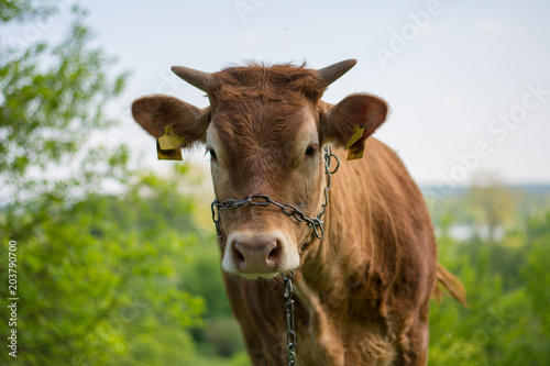 Young  brown heifer s portrait