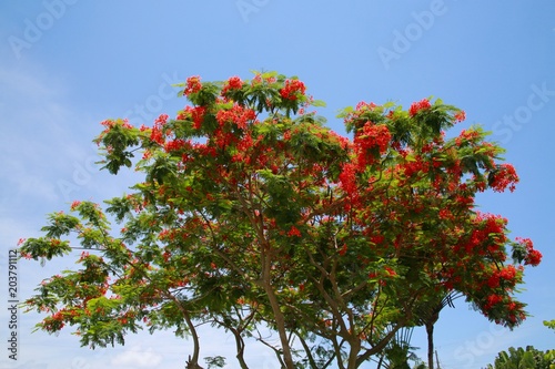 Royal Poincianas in Tree Under Summer Florida Sun and Clear Blue Sky photo