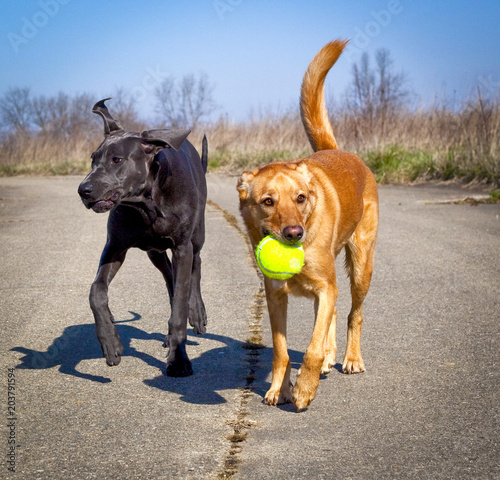 Two sweet dog friends walking side by side, one with a tennis ball in his mouth after playing catch