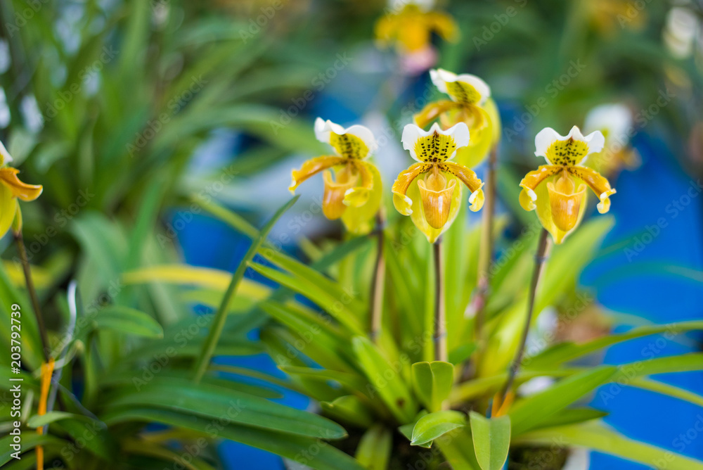 Fototapeta premium Lady's Slipper orchid flower ( Paphiopedilum ) yellow colour in the garden