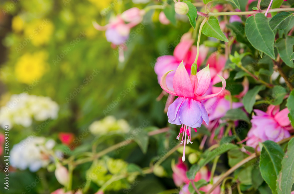 Beautiful pink fuchsia Beautiful pink fuchsia