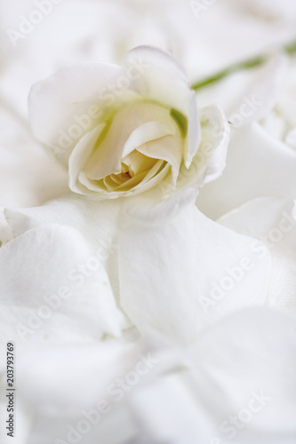 White tender rose on white rose petals