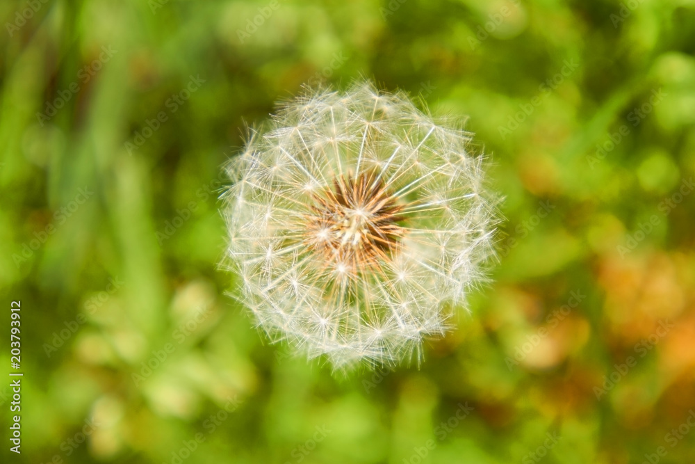 Fototapeta premium Löwenzahn