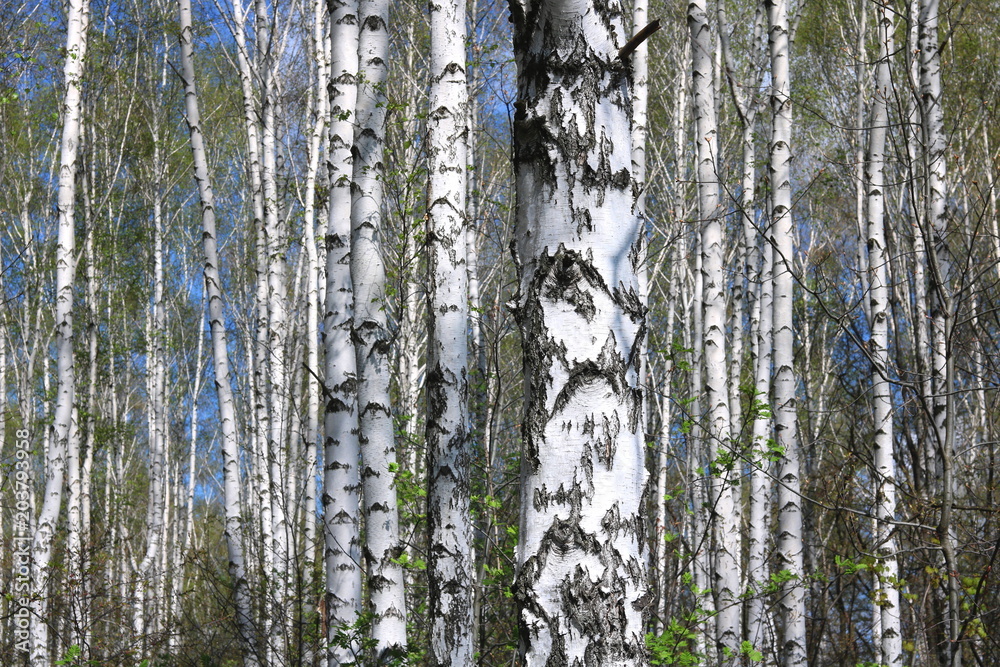Fototapeta premium birch trees with white bark in spring in birch grove
