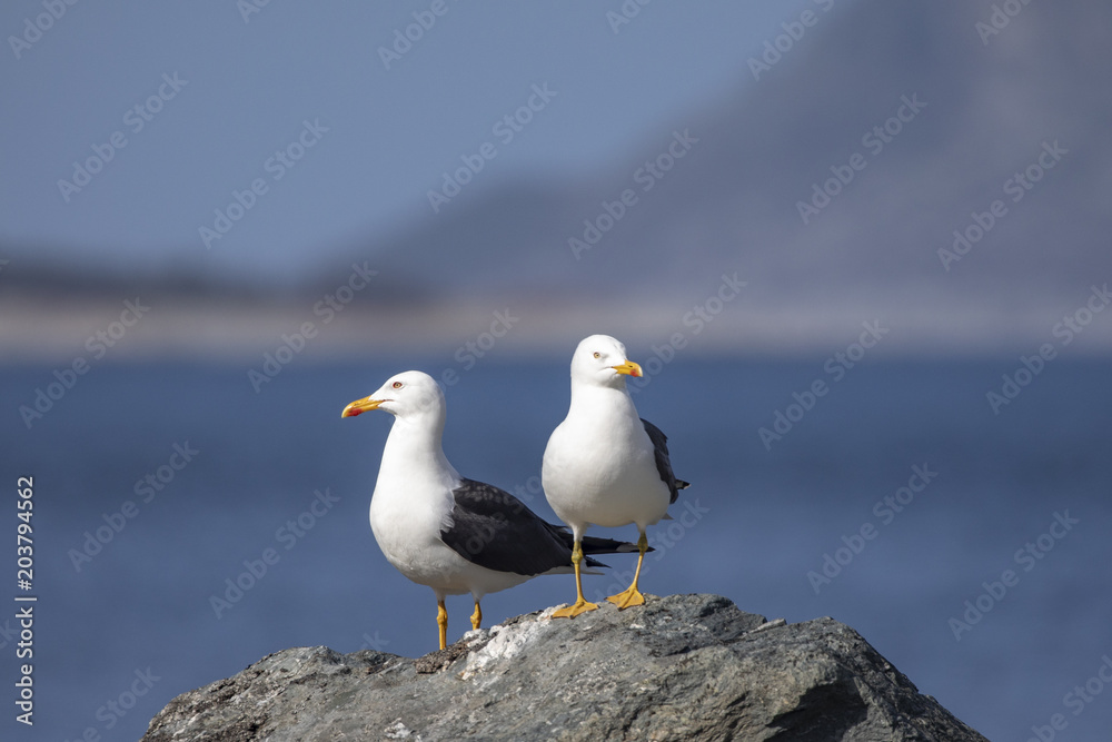 Seagull in spring mood in Northern Norway Seagull in spring mood in Northern Norway