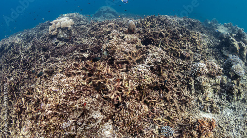 Fototapeta Naklejka Na Ścianę i Meble -  Dead, Bleached Coral Reef - Rising sea temperatures and Global Warming are killing coral reefs worldwide