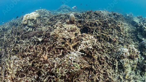 Fototapeta Naklejka Na Ścianę i Meble -  Dead, Bleached Coral Reef - Rising sea temperatures and Global Warming are killing coral reefs worldwide