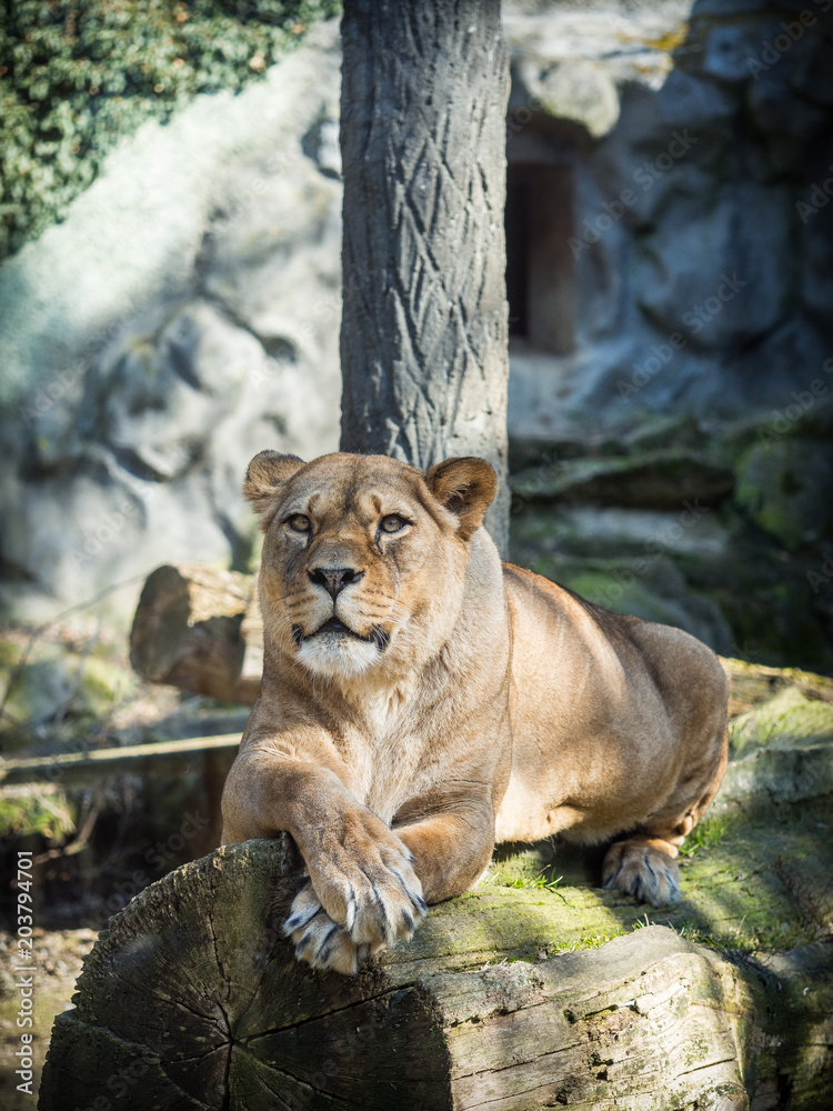 Female barbary lion lying on a rock Female barbary lion lying on a rock