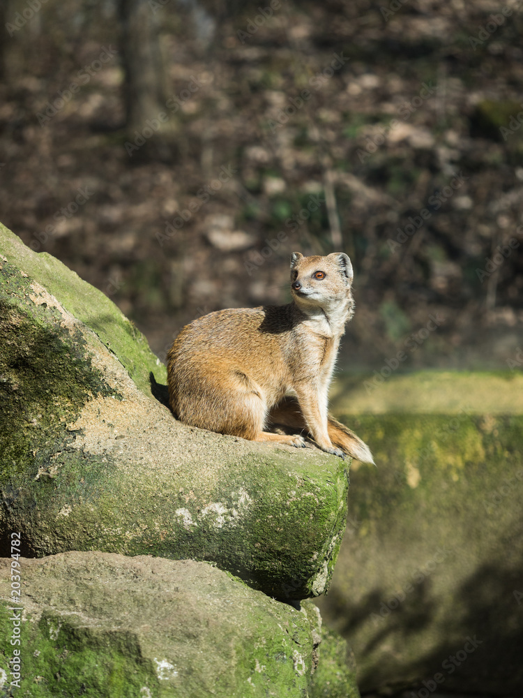 Obraz premium The yellow mongoose (Cynictis penicillata)