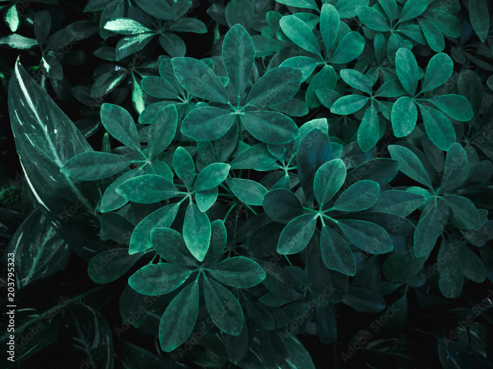 Green leaf texture. Leaf texture background Green leaf texture. Leaf texture background