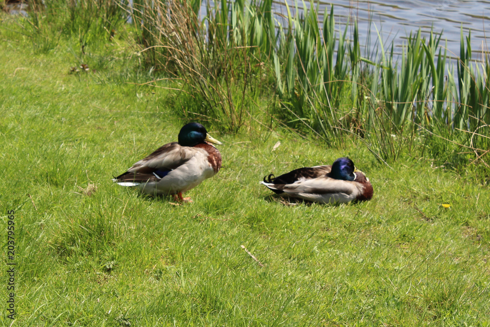 Duck Couple Duck Couple