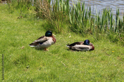Duck Couple