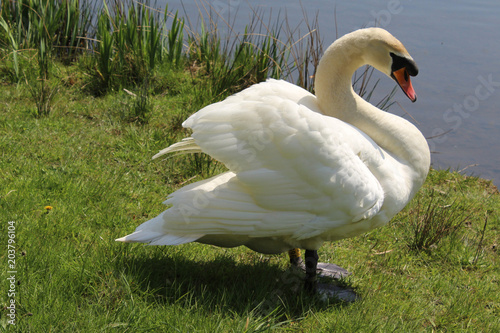 Swan 3