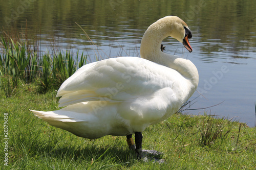 Swan 1