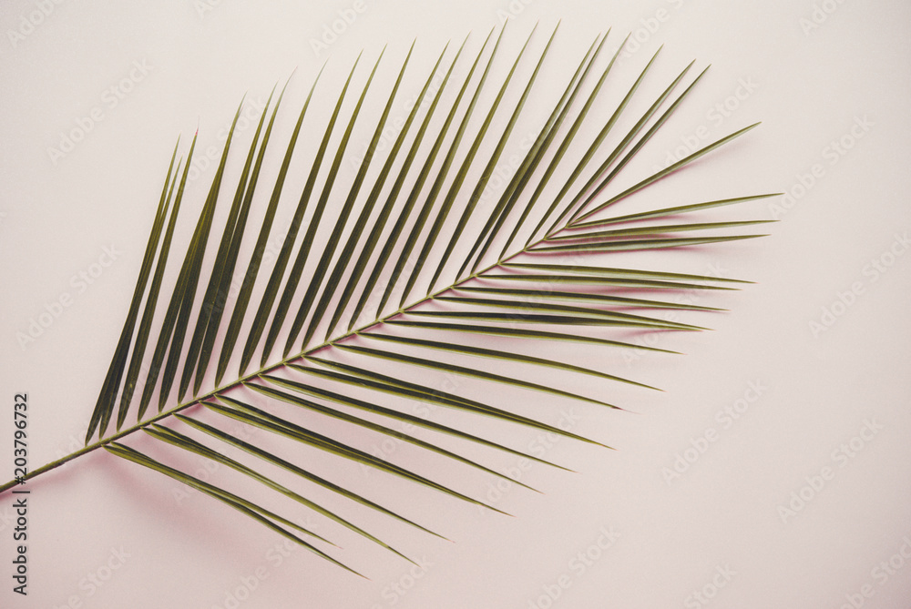 Fototapeta premium Palm leaf. Stylized photo in vanilla tone. 