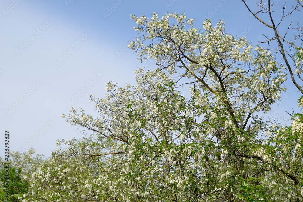 Flowering acacia white grapes. White flowers of prickly acacia, pollinated by bees. Flowering acacia white grapes. White flowers of prickly acacia, pollinated by bees.