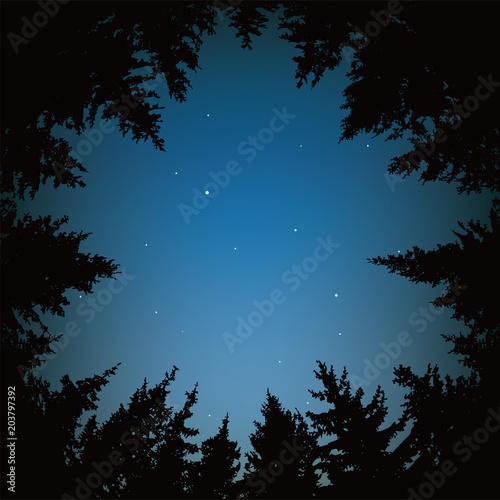 vector night sky with stars and dark forest trees