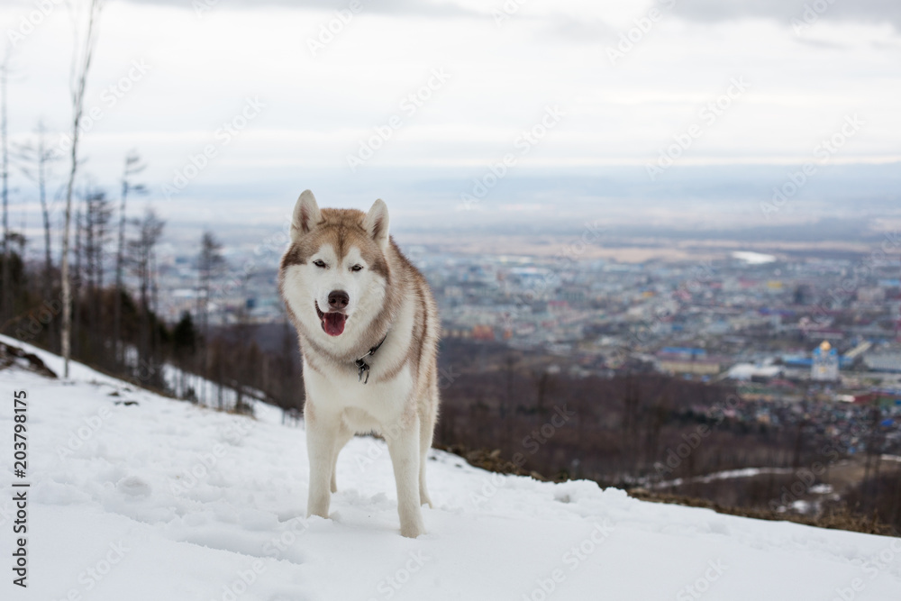 Portrait of cute dog breed Siberian Husky standing in the forest and looking at the city from the hill.