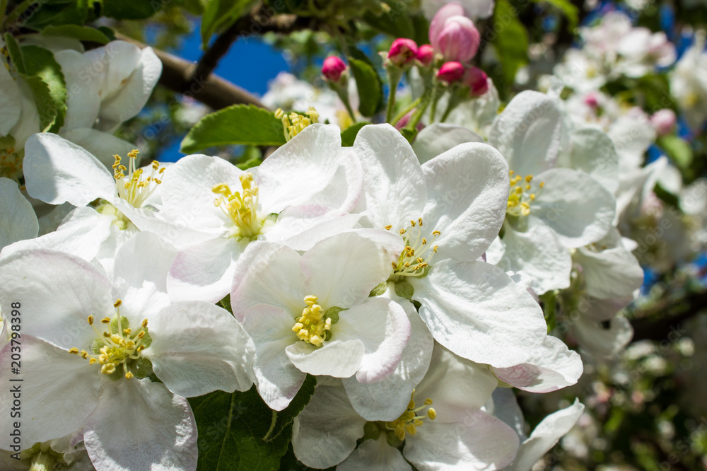 white flowers on branches of apple blossom tree