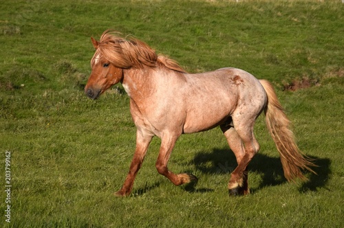 Icelandic horse, stallion, red roan, walking in pace. © Susanne Fritzsche