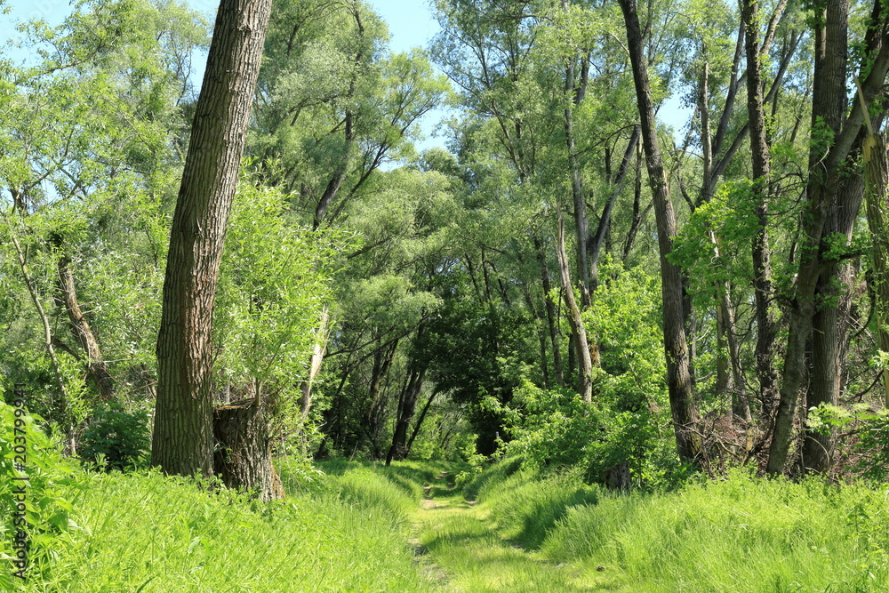 Auwald bei der Donau im Frühjahr 2018