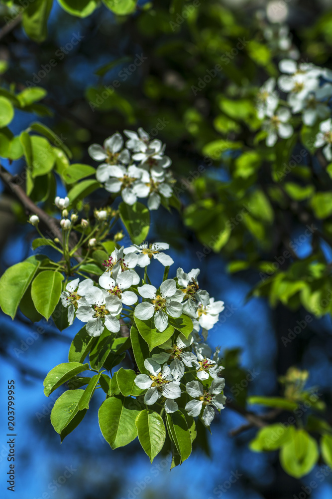 Spring Background of cherry blossoms and twigs of wood Spring Background of cherry blossoms and twigs of wood